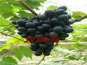 卢龙县福顺葡萄苗木种植基地供应热卖 邮编商务网youbian.com