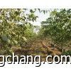 供应廊坊天津北京樱桃树核桃树葡萄苗_农副产品_世界工厂网中国产品信息库