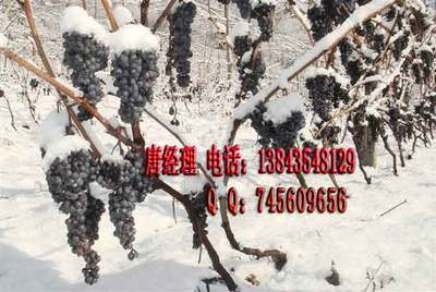 酿酒山葡萄苗 耐寒葡萄苗 冬天不用埋 冰葡萄苗_农副产品_世界工厂网