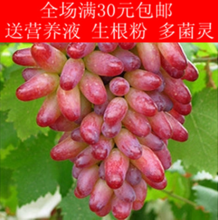 【葡萄苗南方种植】最新最全葡萄苗南方种植 产品参考信息