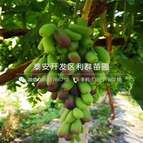 红提葡萄苗品种介绍 2020年红提葡萄苗价格