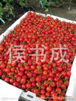 厂家 批发 樱桃苗木 果树苗 苗木批发 图