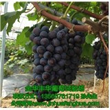 金华夏黑葡萄苗_丰华葡萄苗价格合理_夏黑葡萄苗厂家-企汇网