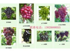 供应葡萄苗产品