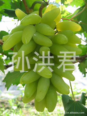 【青岛种植基地 供应 优质 魏可 葡萄苗【图】 欢迎选购】价格_批发_厂家_参数_图片_园林果树 -