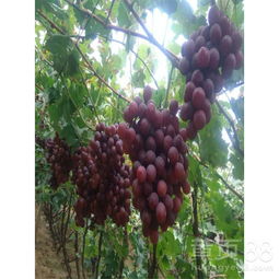 【葡萄苗一棵多少钱,甜蜜蓝宝石特点】- 