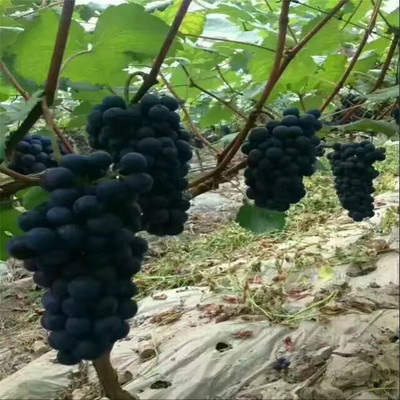 葡萄苗基地 鑫淼森农业 葡萄苗价格 葡萄苗批发 品种全 成活率高嫁接葡萄苗