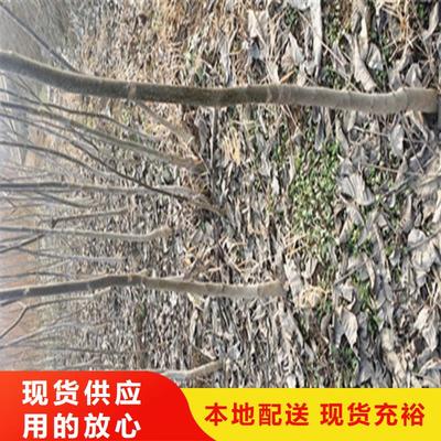 黑珍珠草莓苗|内蒙古兴安市|呼和浩特|包头|赤峰|鄂尔多斯|乌海|锡林郭勒|通辽(更新时间:2025-07-08 16:21:24)